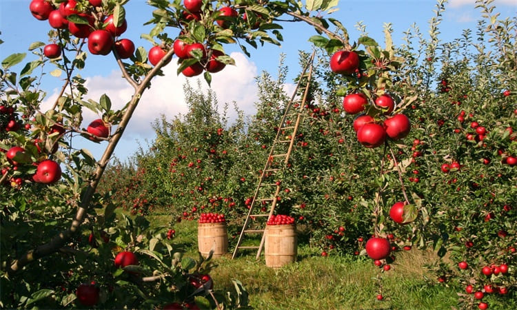 orchard farming