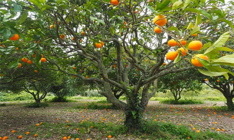 orchard farming