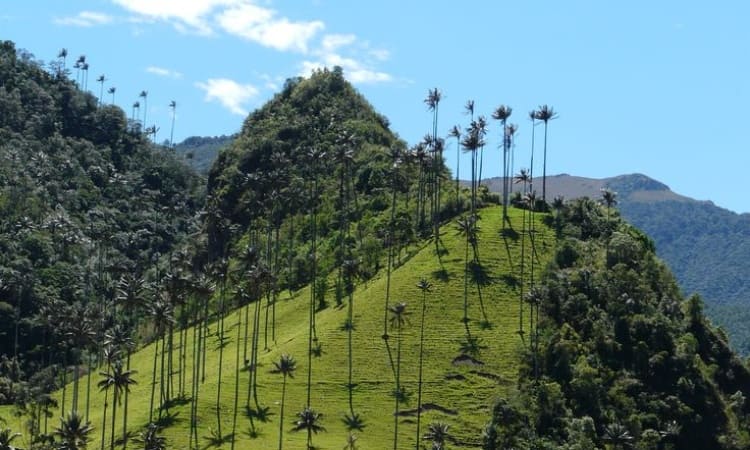 Everything You Need to Know About Valle Del Cocora