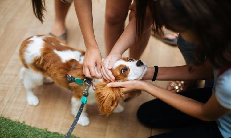 Grow a Dog Grooming Franchise in a Competitive Market