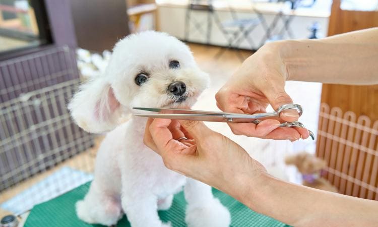 to Grow a Dog Grooming Franchise in a Competitive Market